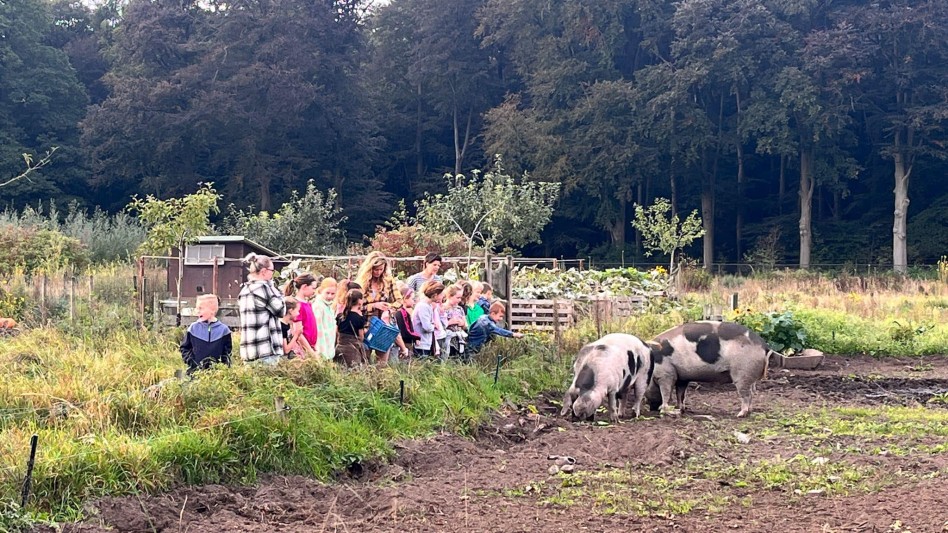 Group of people looking at a couple of pigs