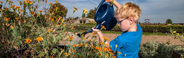 Young boy pouring water on plants