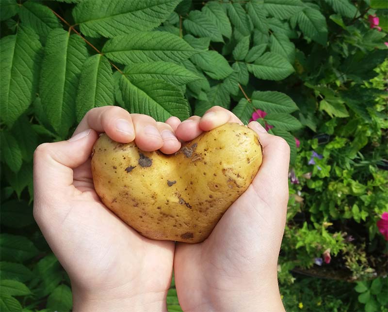 a person holding a potato in their hands