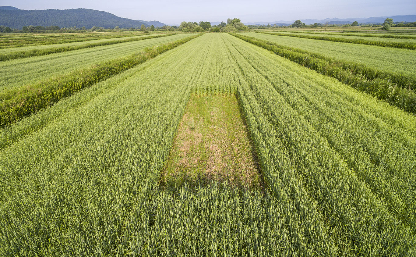 A patch of a field left barren so that Lapwings can nest there