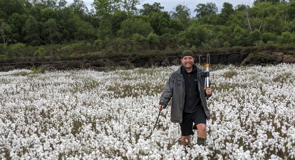 Bog cotton spreading on rewetted peatland