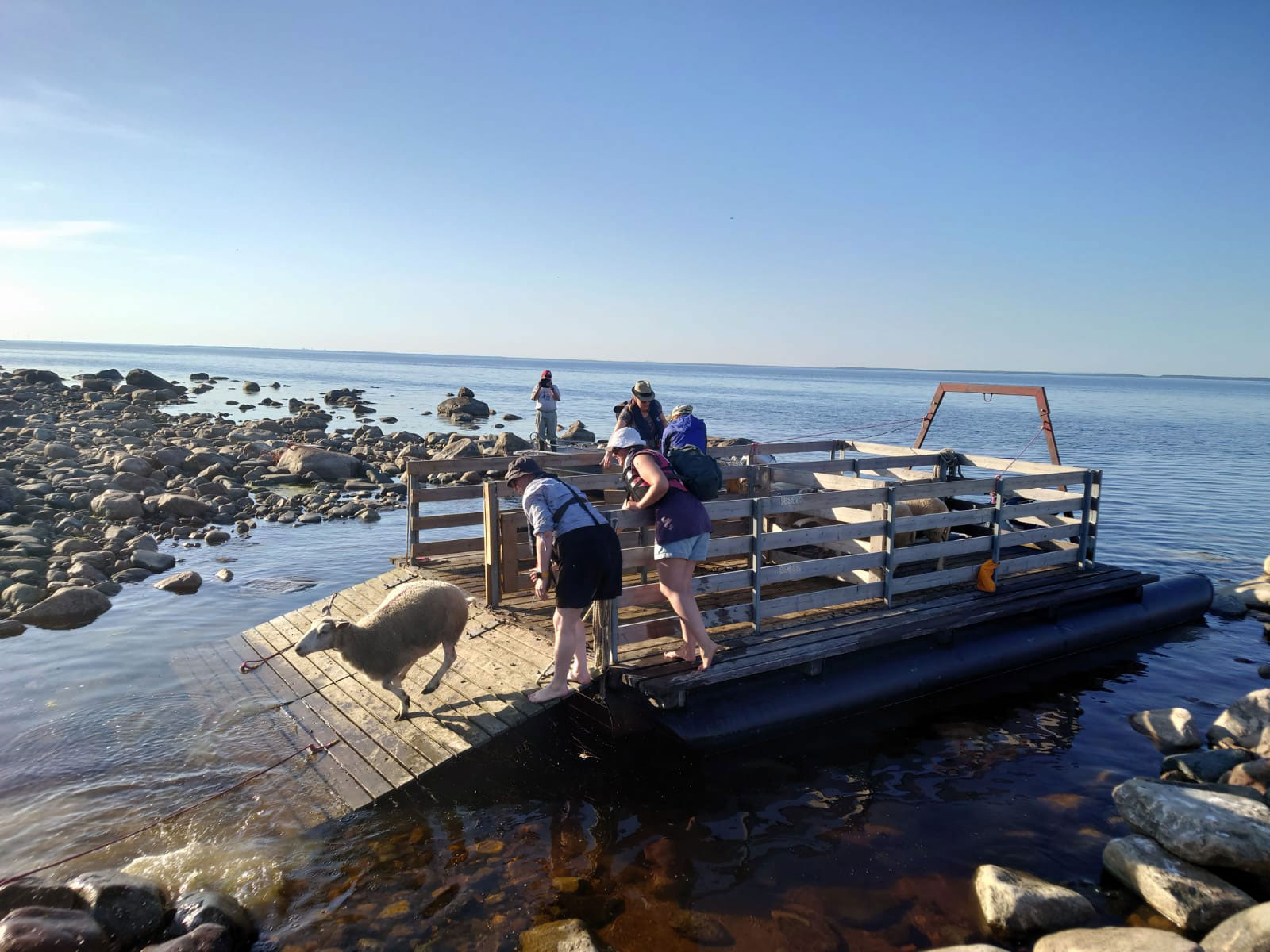 People moving sheep on water using rafts