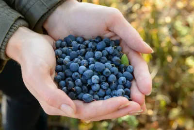 A person holding blueberries
