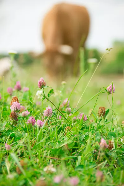 agricultural production