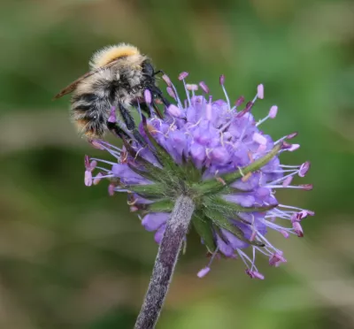 A bee on a purple flower