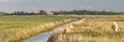 A river flowing along a field where cows are grazing