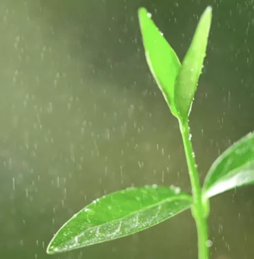A little plant under the rain