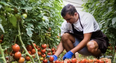 A man harvesting tomatoes