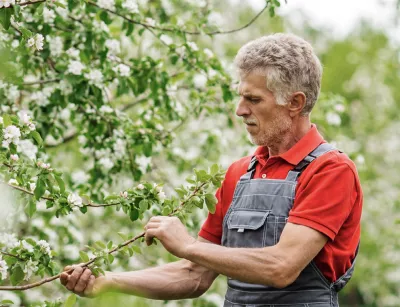 A man looks at the flowers from a tree inspecting them