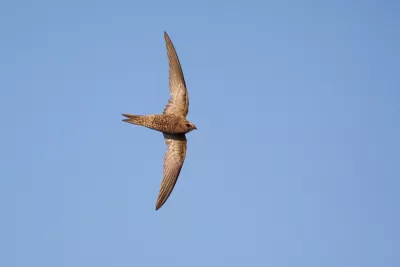 A bird flying in the blue sky