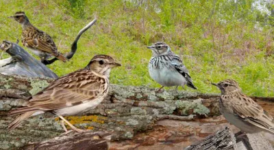 Birds