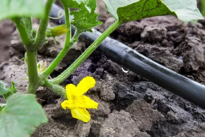 A plant being watered by a drip irrigation system