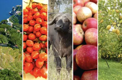 Collage of the countryside, vegetables, fruits and animals