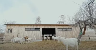 Polish goat farm