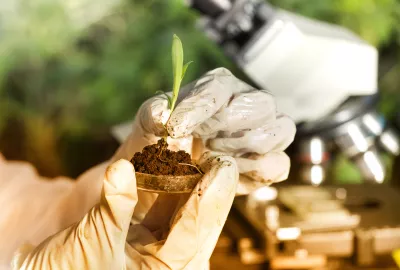The hands of a researcher wearing plastic gloves and holding a plant in a laboratory