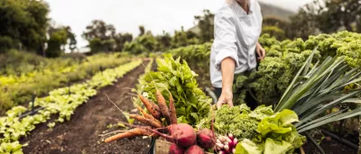 Anonymous chef harvesting fresh vegetables on a farm