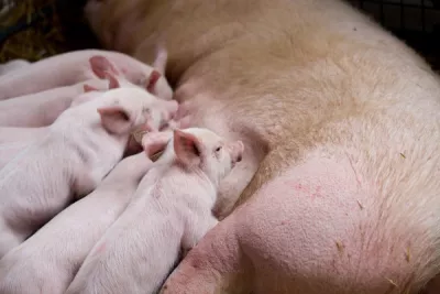 Piglets suckling from their mother