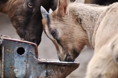 Two baby goats drinking water
