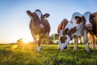 Cows in a field