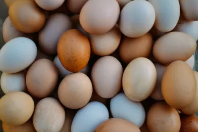 Eggs