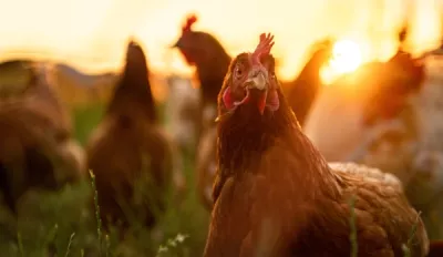 A hen looking at the camera