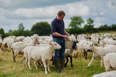 A shepherd feeding his sheep