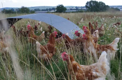 Chicken in a field