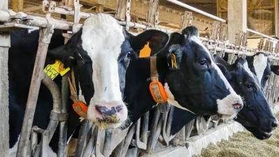 Closeup of three cows in a farm