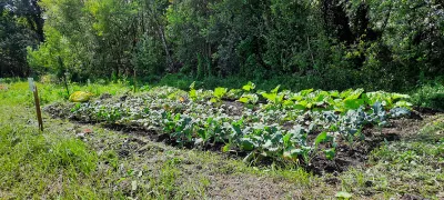 Inspirational idea: Farm carbon