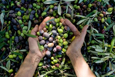 Digital tool for the sustainability of the olive oil sector