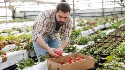 A young man inspecting a box of tomatoes