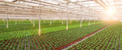 A large greenhouse with rows of plants
