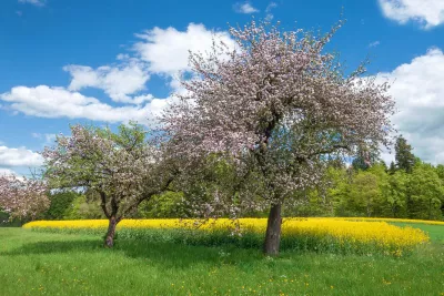 A group of trees with flowers