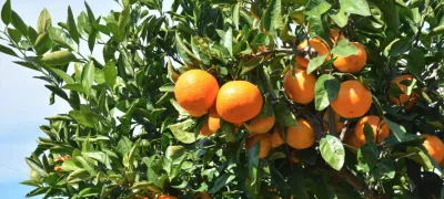 Oranges on a tree