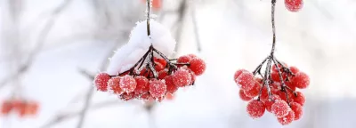 a bunch of red berries with snow on them