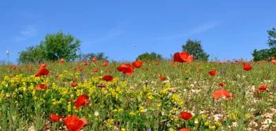 A field of flowers with trees and blue sky