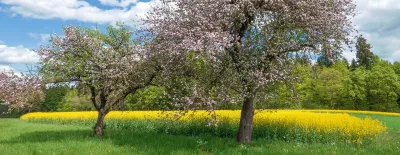 a tree with pink flowers in a field of yellow flowers