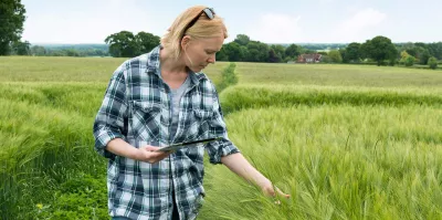 Woman with Tablet Computer Touching Green Wheat Plant in Field