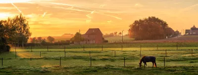 Horse grazing on foggy morning at sunrise