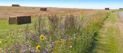 Biodiversity conservation - wildflower borders along farm fields to support pollinators and other wildlife