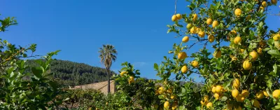 Vibrant Lemon Trees with Fruit Under the Mediterranean Sun