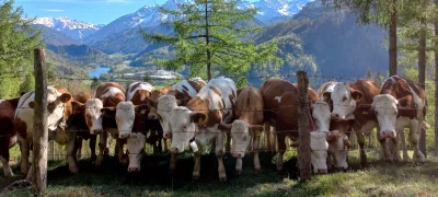 Cattle in the moutains