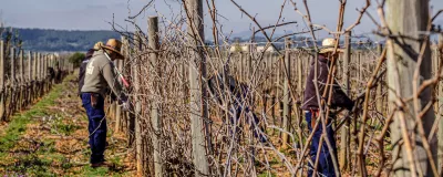 pruning of vines, Tianna Negre vineyards, Consell, Mallorca, Balearic Islands, Spain