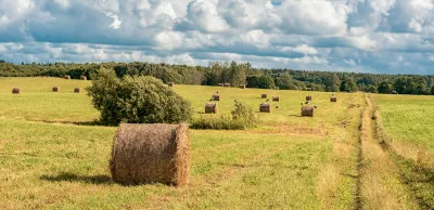 Wrapped Round Brown Hay Bales in a Field