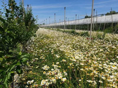 beespoke flower strip