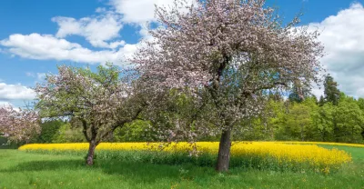 Two trees in a field with yellow flowers under a clear blue sky