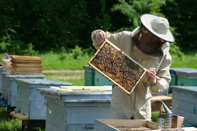 Beekeeper is working with bees and beehives on the apiary.