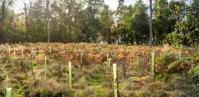 Reforestation, planting trees in a woodland, UK