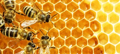 Close up view of the working bees on honey cells