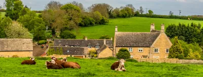 A rural scene in Rutland, UK with cows grazing outside the small hamlet of Whitwell close to Rutland water